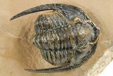 Diademaproetus Trilobite - Foum Zguid, Morocco #252814-2